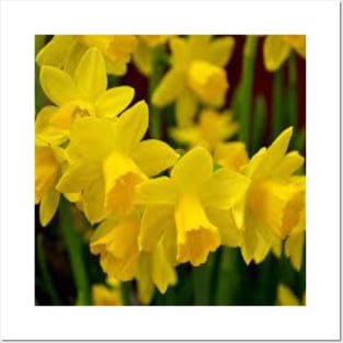 Daffodils relate to Easter and spring Posters and Art